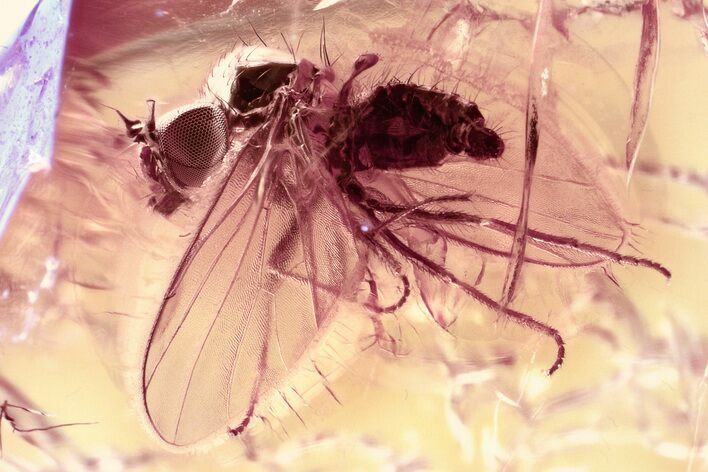 Fossil Fly (Microphorinae) and Midge (Chironomidae) In Baltic Amber #325454